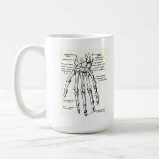 TASSE : Main/anatomie squelettiques