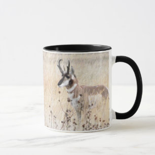 Tasse Mâle d'antilope de Pronghorn dans le domaine du