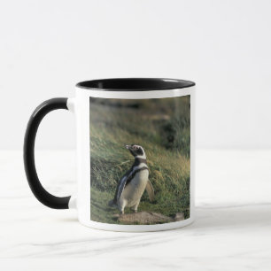 Tasse Manchot de Magellan (Spheniscus magellanicus),