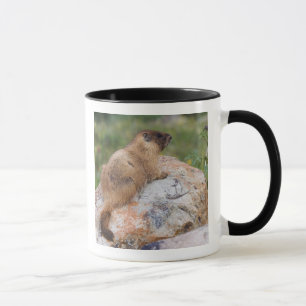 Tasse Marmotte à ventre jaune, Marmota flaviventris,