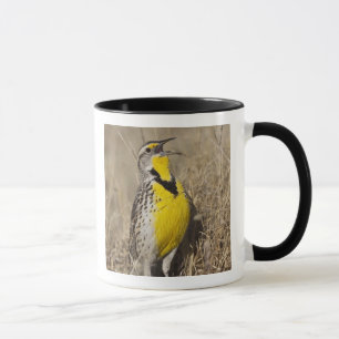 Tasse Meadowlark occidental (Strunella négligecta)