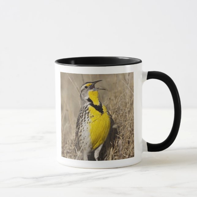 Tasse Meadowlark occidental (Strunella négligecta) (Droite)
