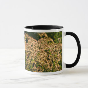 Tasse Millet sauvage (Panicum Sp.) poussant dans une zon