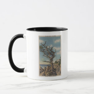 Tasse Monterey, CA - vieil arbre de sorcière sur 17