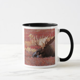 Tasse N.A., États-Unis, Alaska, Denali National Park, Bu