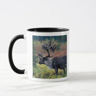 Tasse NA, États-Unis, Alaska, Parc national Denali, Cari