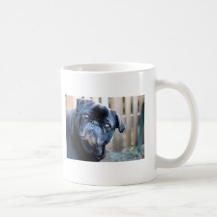 Tasse noire curieuse de carlin