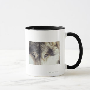 Tasse Nom latin : Lupus de Canis