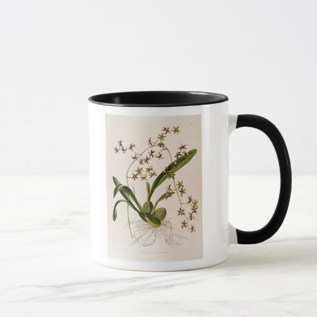 Tasse Odontoglossum Hastatum (Droite)