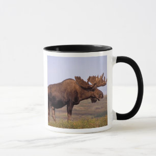 Tasse orignal, Alces alces, taureau avec grands bois