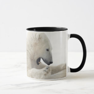 Tasse Ours blanc s'engageant dans un combat avec un
