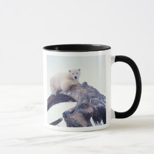 Tasse Ours polaire sur le dessus d'un os de mâchoire de
