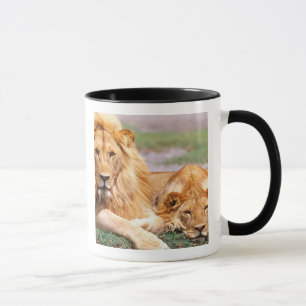 Tasse Paire de lions africains, Panthera leo, Tanzanie
