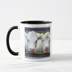 Tasse Paires de jeunes vaches blanches au trailor de