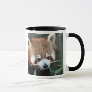 Tasse Panda roux, Taronga Zoo, Sydney, Australie