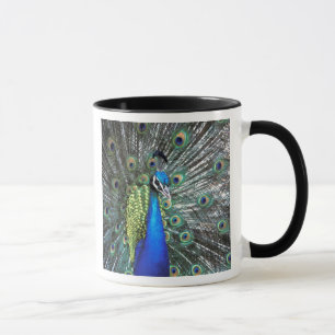 Tasse Paon magnifique déployant des plumes colorées