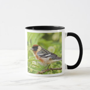 Tasse Paruline à poitrine baie (Dendroica castanea) adul