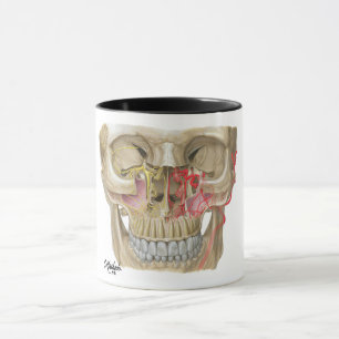 Tasse Photo de détenu Pterygopalatine de Fossa