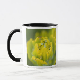 Tasse Pinceau doré indien Castilleja 2