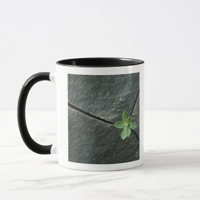 Tasse Plante s'élevant à Boulder criqué (Gauche)