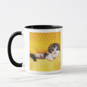 Tasse Pli d'écossais ; est une race de chat avec un