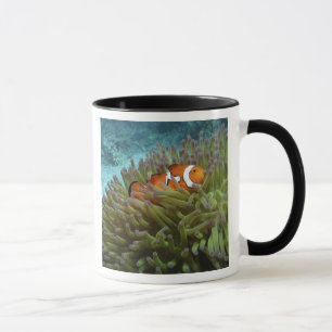 Tasse Poisson clown ( Amphiprion ocellaris )