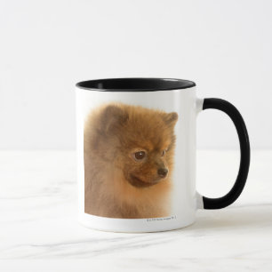 Tasse Pomeranian