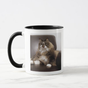 Tasse Portrait de chat se reposant dans la chaise