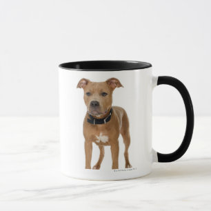 Tasse Portrait de studio de chiot américain de pitbull