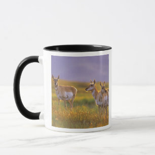 Tasse Pronghorn Antelope dans le Montana