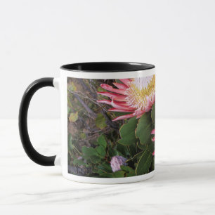 Tasse Protéa roi (Protea Cynaroides), Helderberg