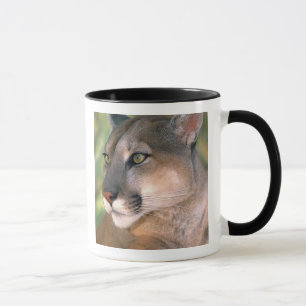Tasse Puma, Californie