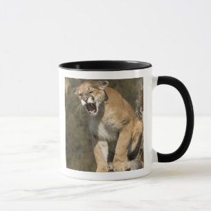 Tasse Puma ou lion de montagne, puma concolor, En captiv
