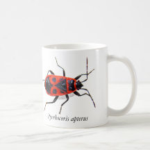 Tasse Pyrrhocore