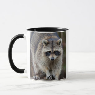 Tasse Raccoon, Procyon lotor, Floride, USA 2