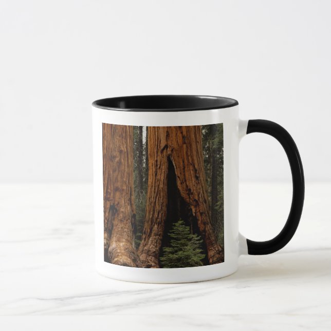 Tasse Redwood Trees, Sequoia National Park. (Droite)