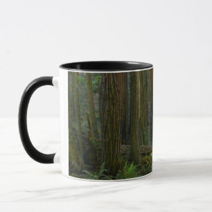 Tasse Redwoods Dans Le Parc National De Muir Woods