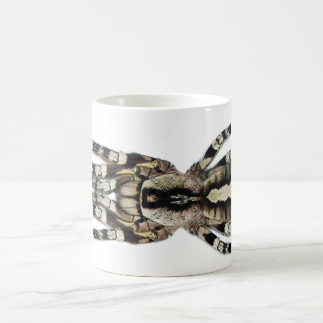 Tasse - regalis de Poecilotheria (Ornamental (Centre)