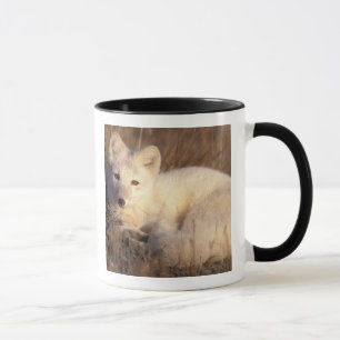 Tasse renard arctique, Alopex lagopus