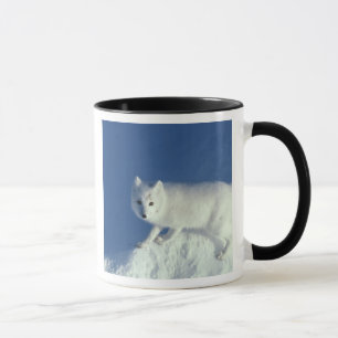 Tasse Renard arctique Alopex lagopus) Un renard arctique