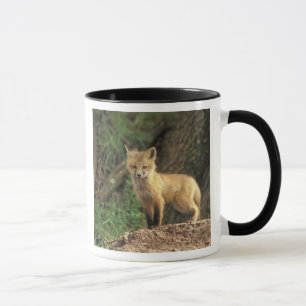 Tasse Renard roux bébé devant terrier (Vulpes vulpes)