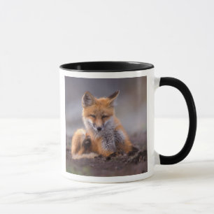 Tasse renard roux, Vulpes vulpes, petit se grattant,