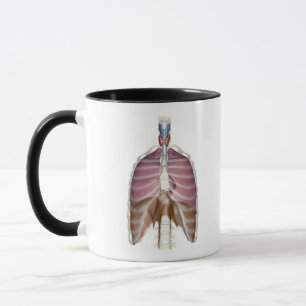 Tasse rendu 3d de l'appareil respiratoire