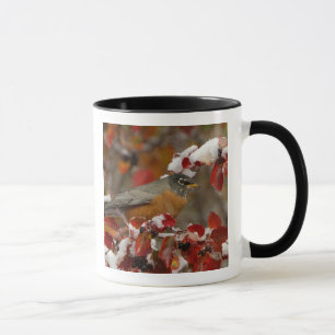 Tasse Robin américain masculin à Hawthorn noir