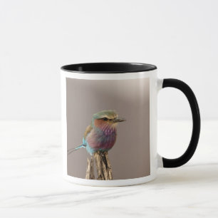 Tasse Rollier à poitrine lilas, Coracias caudata, Sambur