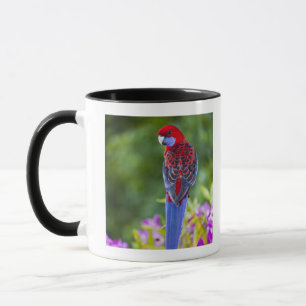Tasse Rosella cramoisi et contexte des orchidées
