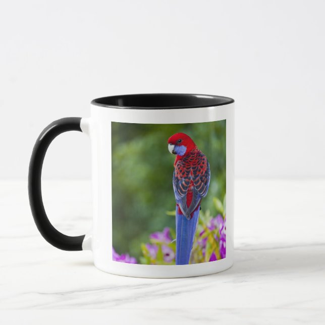Tasse Rosella cramoisi et contexte des orchidées (Gauche)