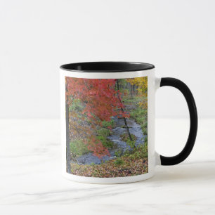Tasse ruisseau de Coles bordé d'érables d'automne près d