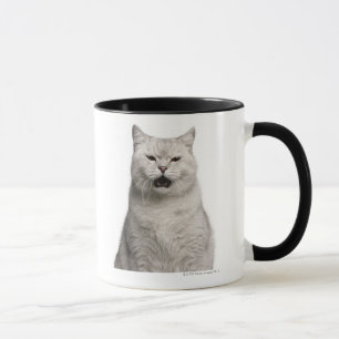 Tasse Shorthair britannique (4 années)