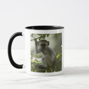 Tasse Singe de Vervet, Zimbabwe